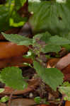 Hairy crabweed <BR>Clammyweed